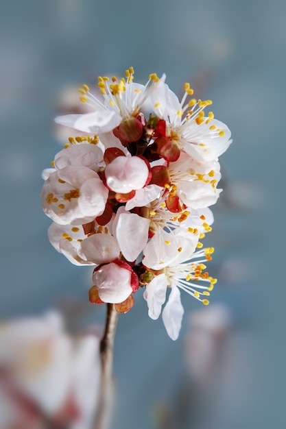 Apricot tree flowers with water droplet and soft focus. Spring white flowers on a tree branch.  Apricot tree in bloom. Spring, seasons, white flowers of apricot tree close up.