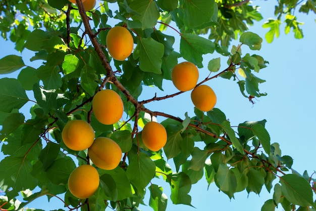  Apricot tree with bright ripe fruits