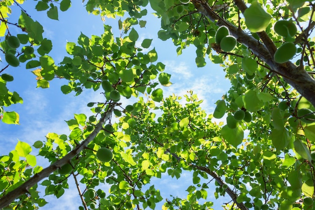 Apricot tree with green ripening fruits, bottom view. Sunny day with blue sky.