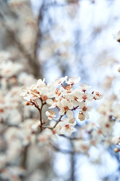 Apricot trees bloom with white flowers in early spring