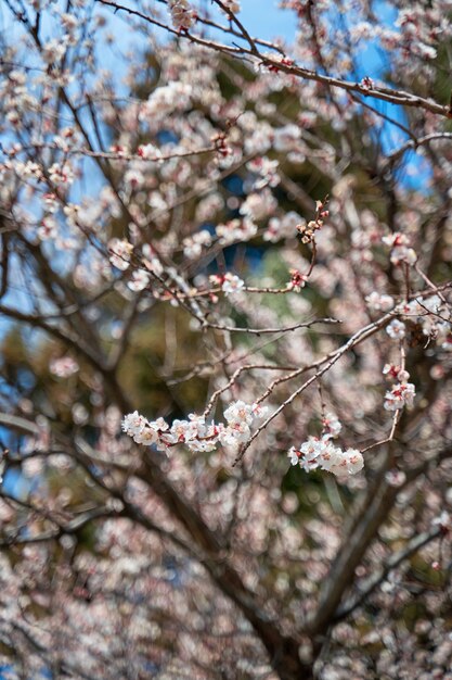 Apricot trees bloom with white flowers in early spring.