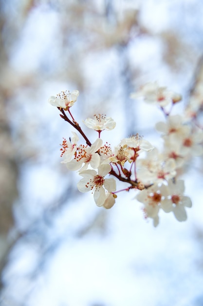 Apricot trees bloom with white flowers in early spring.