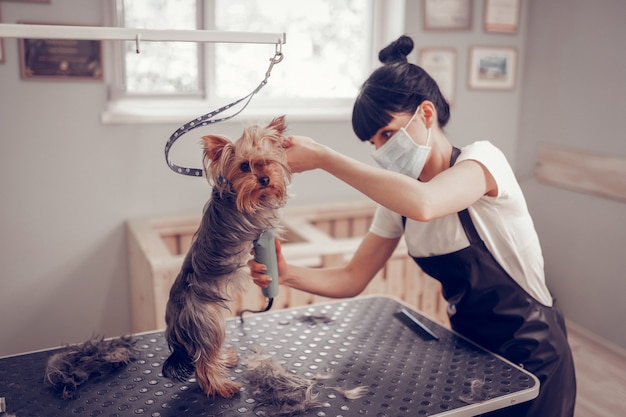 Apron and mask. Woman wearing black apron and mask using electric shaver while shaving dog