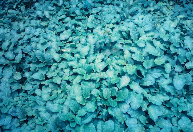 Aqua cyan plants leaves texture background