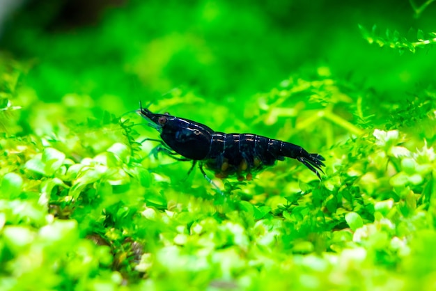 Aquarium blue dream shrimp in plant aquascape