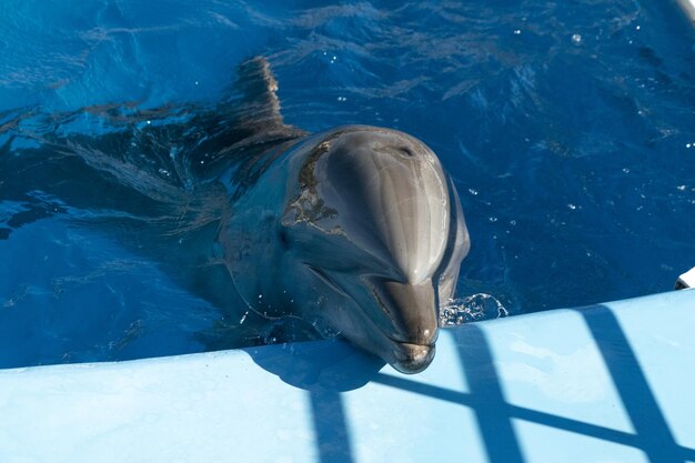 Aquarium dolphin looking at you close up