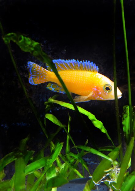 Aquarium Fish dwarf Cichlid-Aulonocara(Aulonocara sp. Orchidea Red)