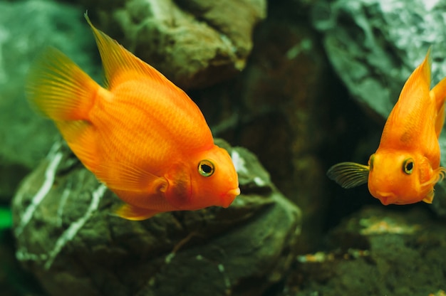 Aquarium fish - goldfish