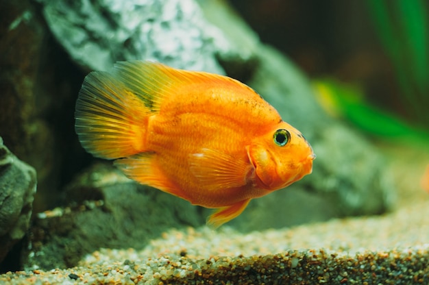 Aquarium fish - goldfish