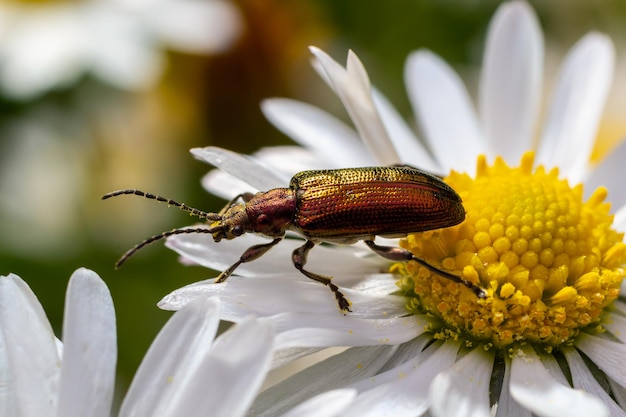 An aquatic leafbeetle with long antennae Donacia reticulata Family Chysomelidae