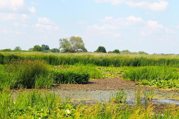 Aquatic plants in a swamp