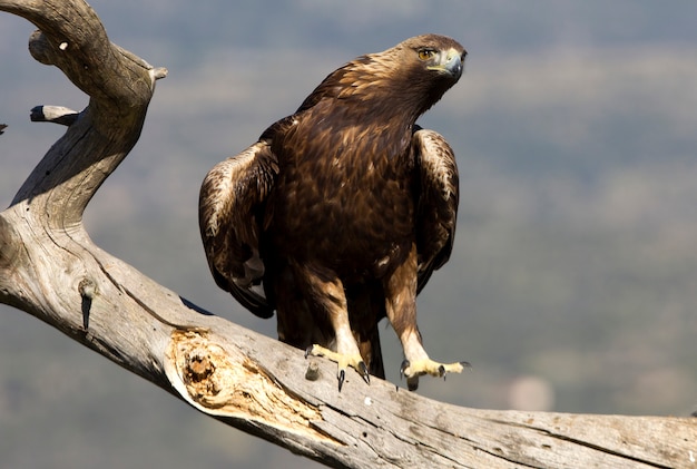 Aquila chrysaetos