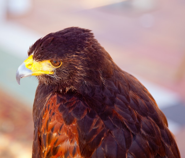 Aquila nipalensis steppe eagle profile