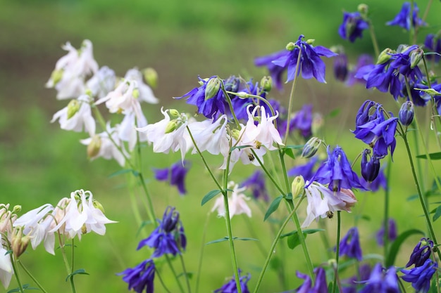 Aquilegia alpina flower beautiful floral background Natural background in the summer garden