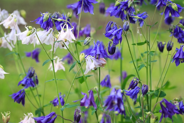 Aquilegia alpina flower beautiful floral background Natural background in the summer garden