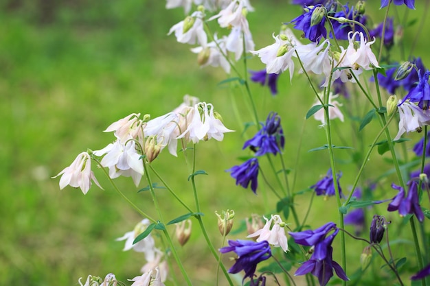 Aquilegia alpina flower beautiful floral background Natural background in the summer garden