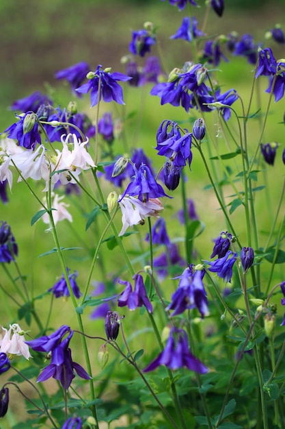 Aquilegia alpina flower beautiful floral background Natural background in the summer garden