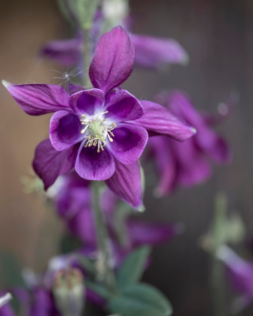 Aquilegia common names grandmother's hood catchment areas that are in meadows woodlands ana of great heights throughout the northern hemisphere known for the spurs of their flower petals