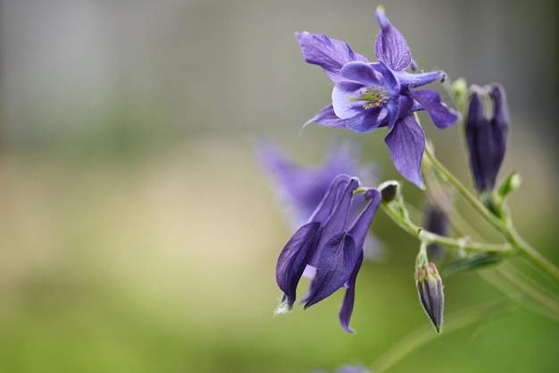 Aquilegia vulgaris purple aquilegia flowers on sunny day