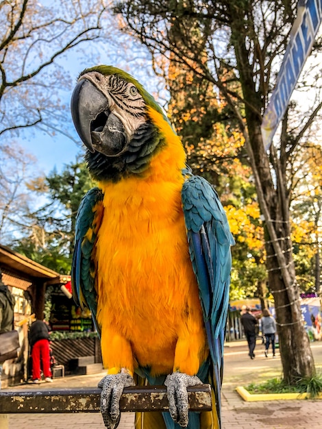 Ara ararauna. Blue-yellow macaw parrot portrait. Ara macaw parrot.