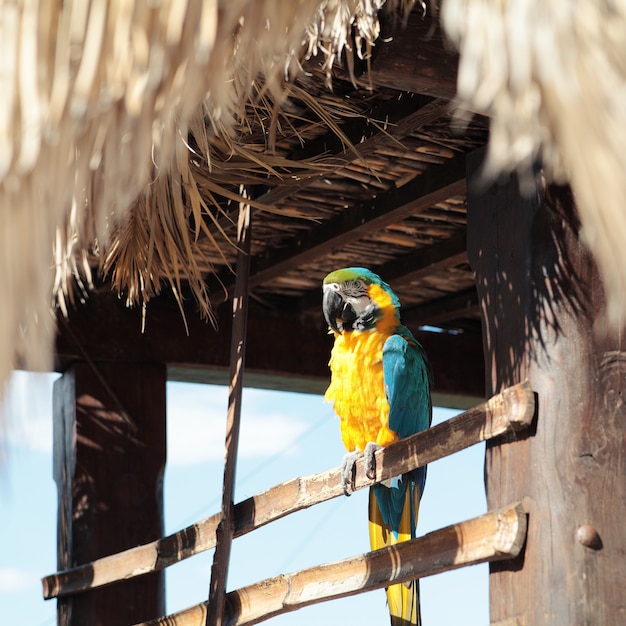 Ara parrot, yellow-blue.Macaw parrot.