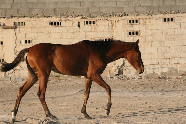 Photo arab horse is a breed of horse that originated on the arabian peninsula