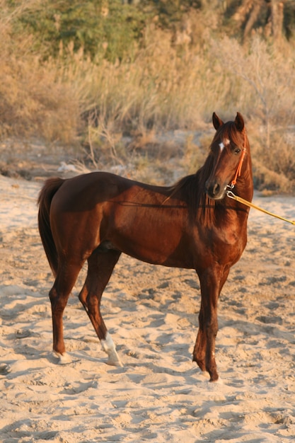 arab horse is a breed of horse that originated on the arabian peninsula