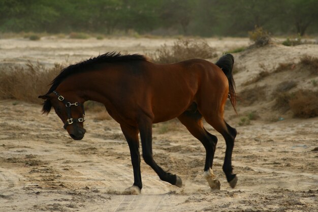 arab horse is a breed of horse that originated on the arabian peninsula