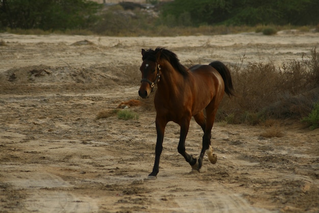 arab horse is a breed of horse that originated on the arabian peninsula