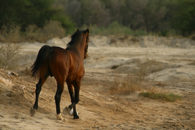 arab horse is a breed of horse that originated on the arabian peninsula