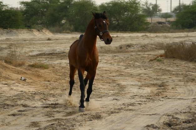 arab horse is a breed of horse that originated on the arabian peninsula