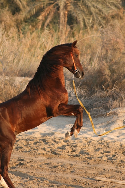 Photo arab horse is a breed of horse that originated on the arabian peninsula