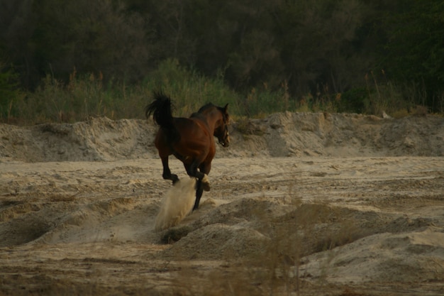 Photo arab horse is a breed of horse that originated on the arabian peninsula