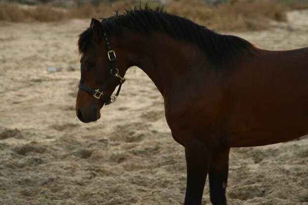 arab horse is a breed of horse that originated on the arabian peninsula