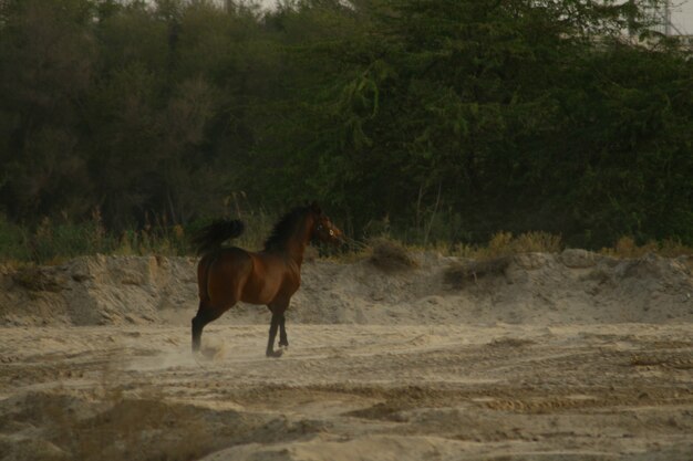 Photo arab horse is a breed of horse that originated on the arabian peninsula