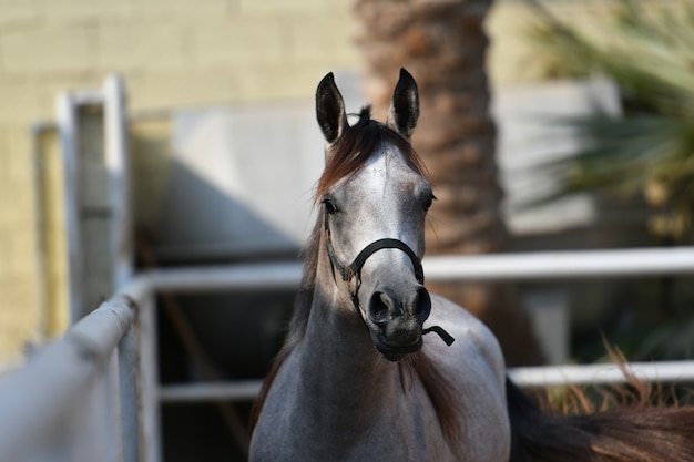 Arab horse  is a breed of horse that originated on the Arabian Peninsula