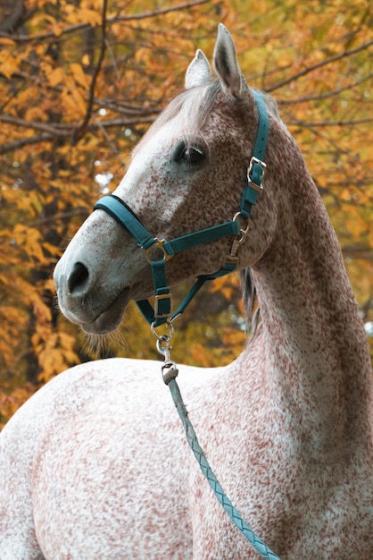 Arabian race horse portrait in autumn forest