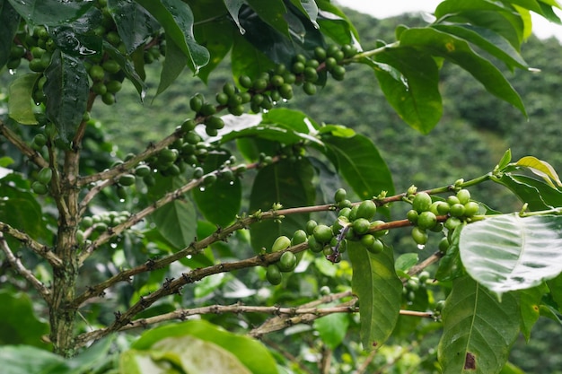 Arabica coffee tree Coffea arabica branches with green coffee fruits located in Colombia