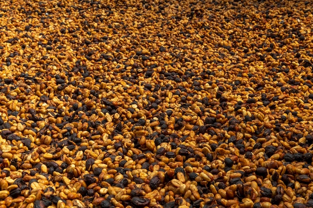 Arabica honey tipe green coffee beans drying in the sun Panama Central America stock photo