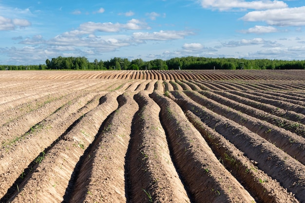 Arable land ploughed field Cultivated land and soil tillage Simple country landscape with plowed fields and blue skies