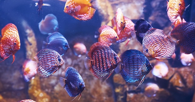 Aracana ornata and aulonocara orchid Underwater close up view of tropical fishes Life in ocean