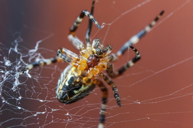 Arachnophobia fear of spider bite concept macro close up spider on cobweb spider web on blurred