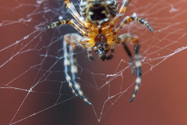 Arachnophobia fear of spider bite concept macro close up spider on cobweb spider web on blurred