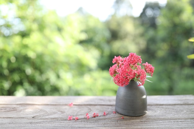 Arachnothryx leucophylla Kunth Planch red flower in a black vase