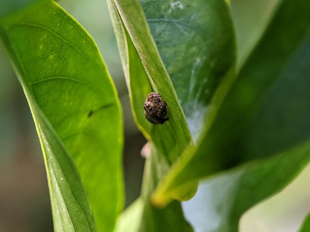 Araneus ventricosus is a species of spiders in the family orb weavers