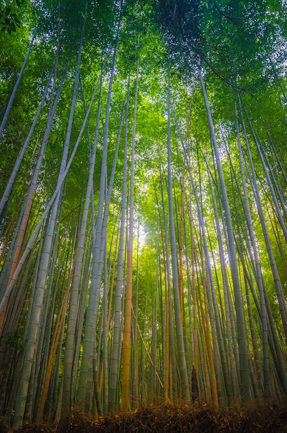 Arashiyama Bamboo Forest Kyoto