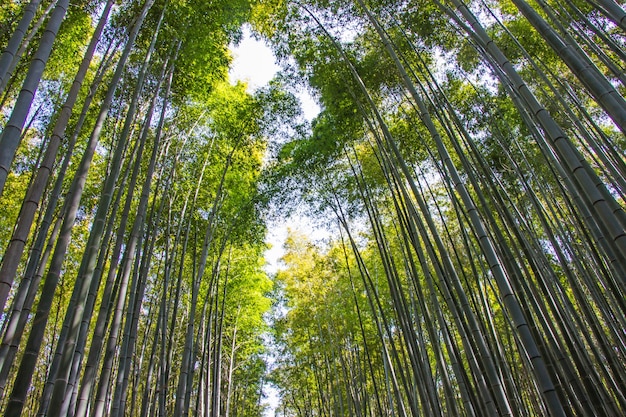 Arashiyama Bamboo grove on sunshine background in Kyoto, Japan