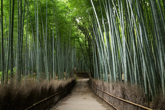 Photo arashiyama bamboo groves