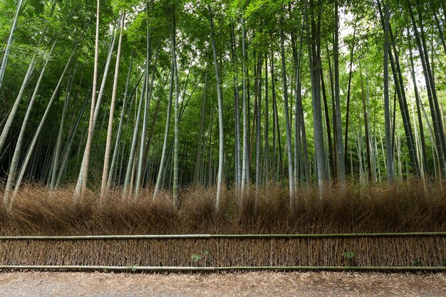 Arashiyama Bamboo Groves