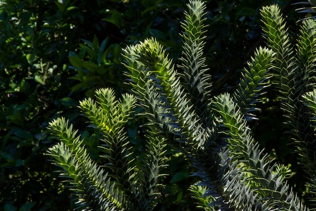 Araucaria araucana tree pine evergreen